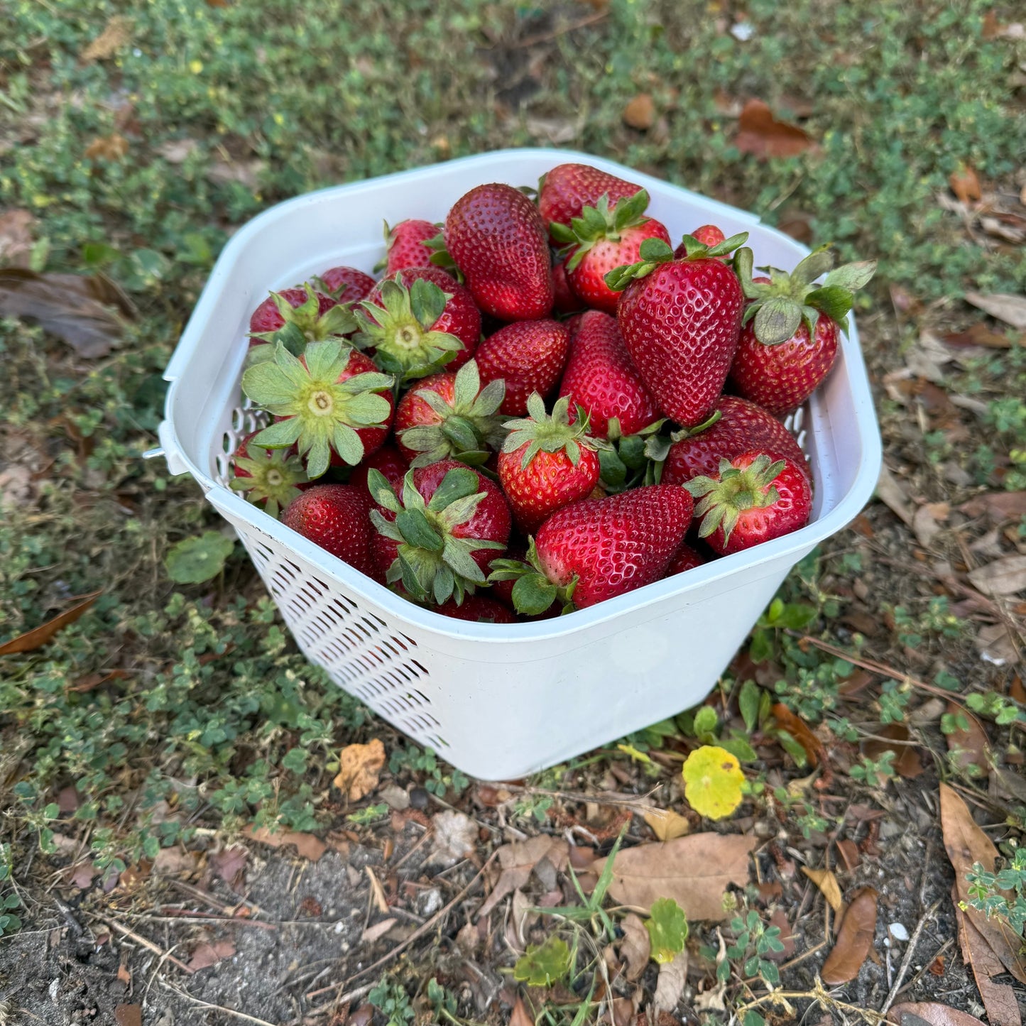 Berries