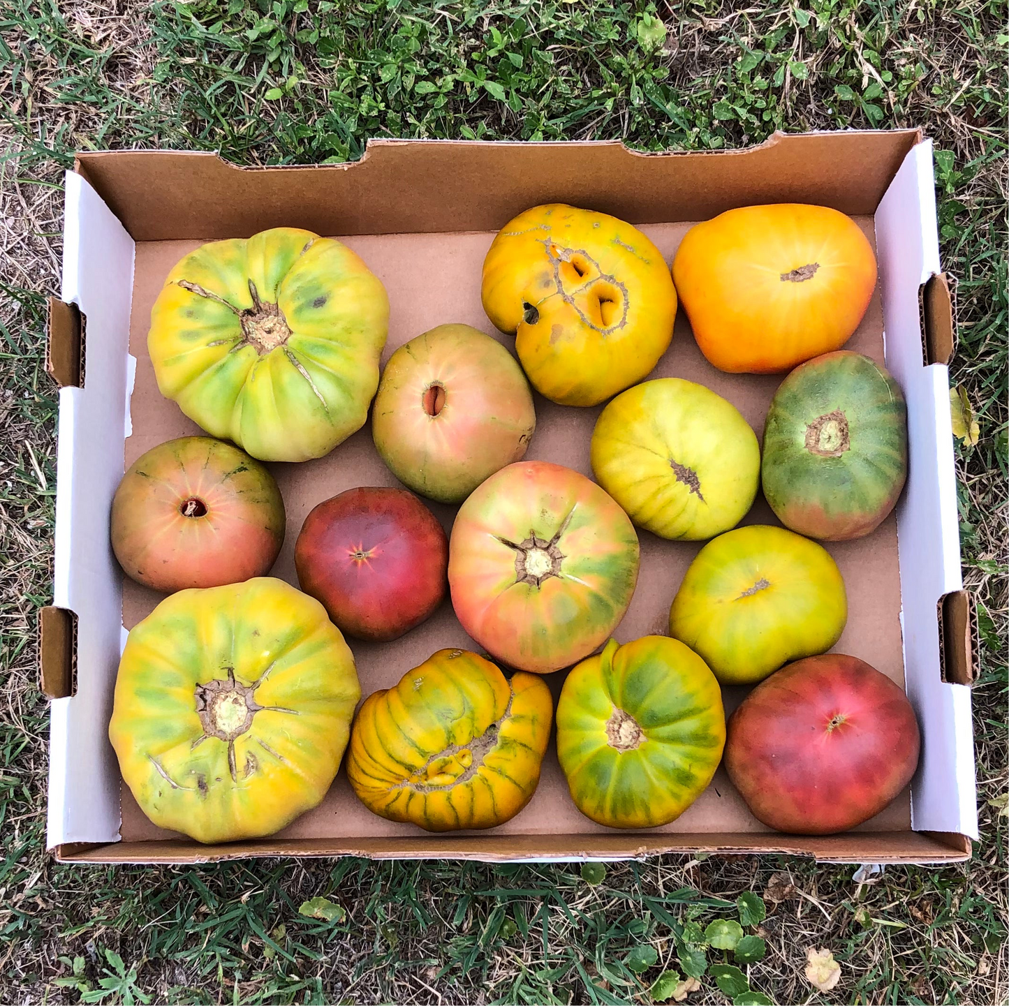 Tomato Box
