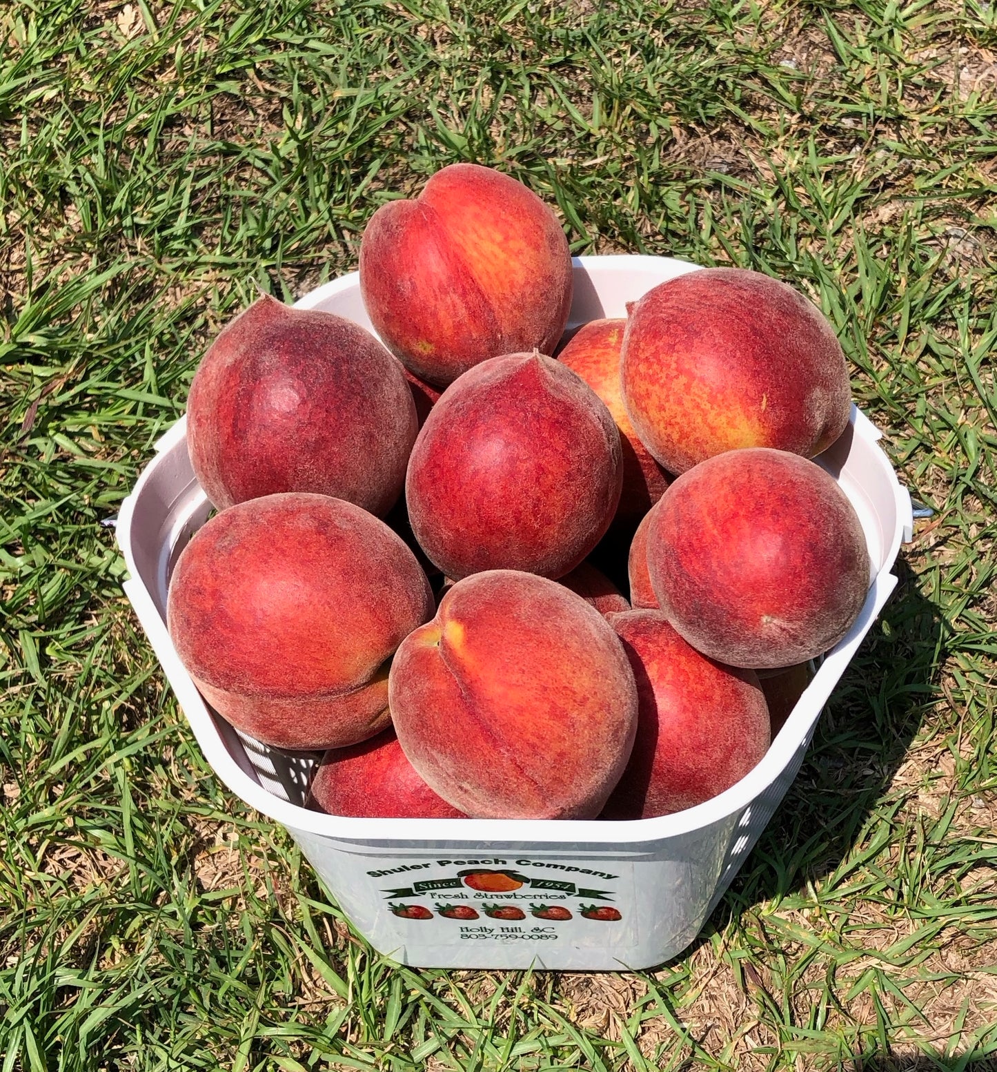 Peaches
