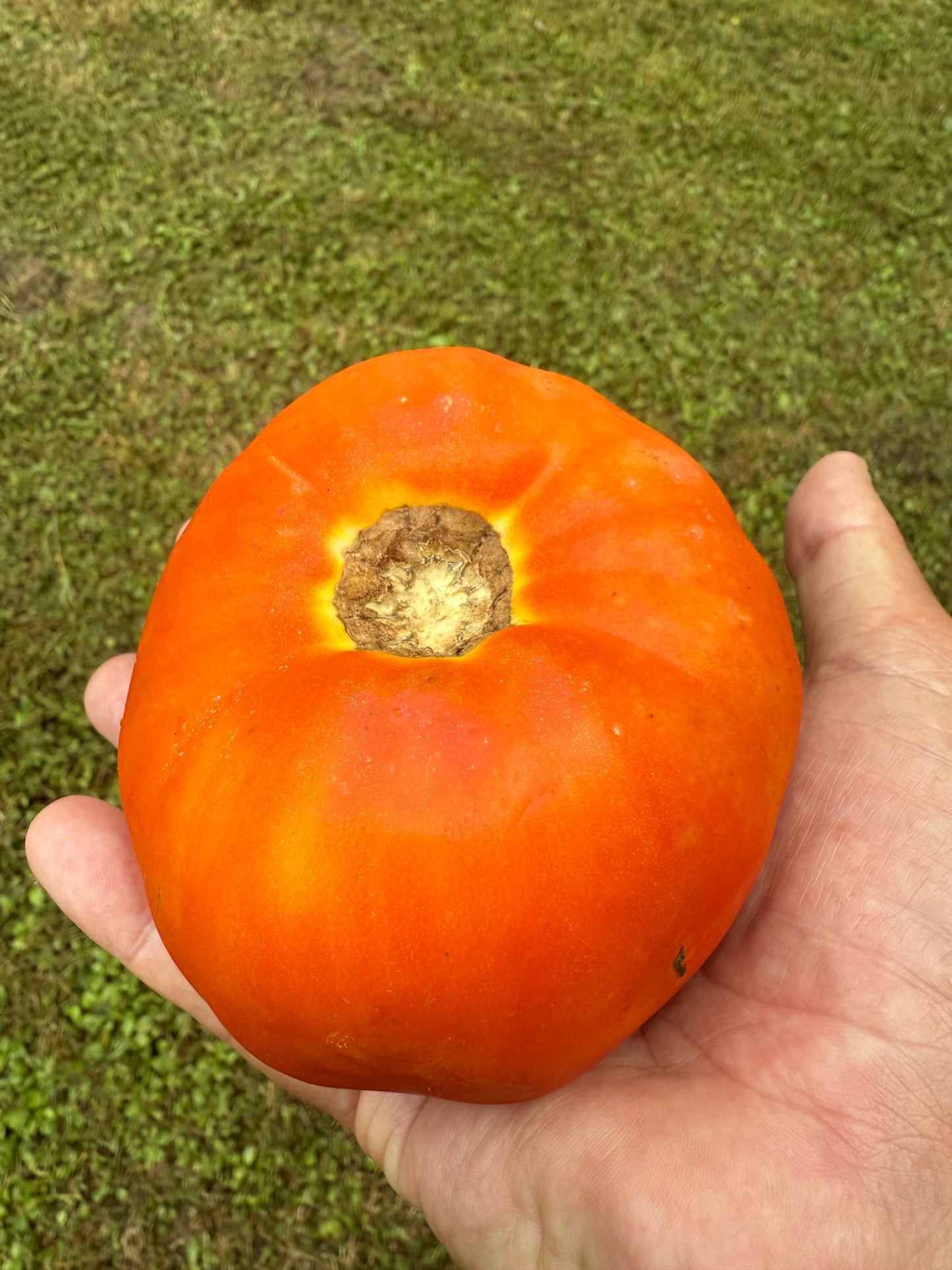Tomatoes