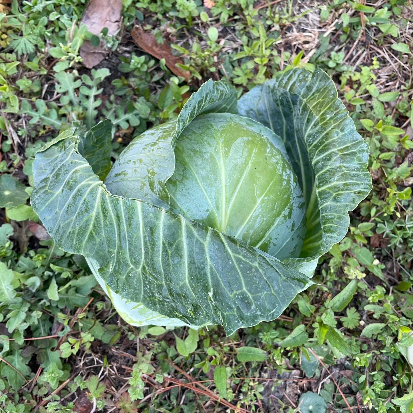 Cabbage