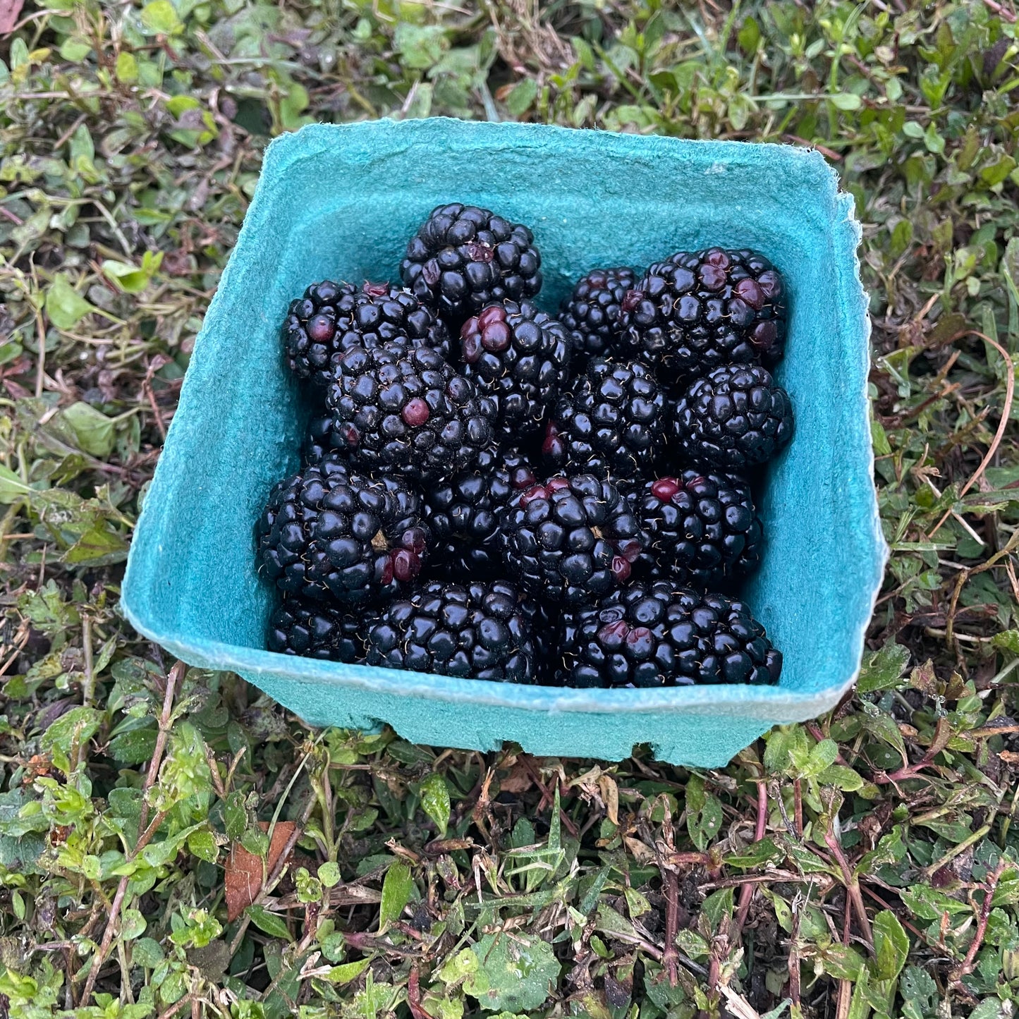 Berries