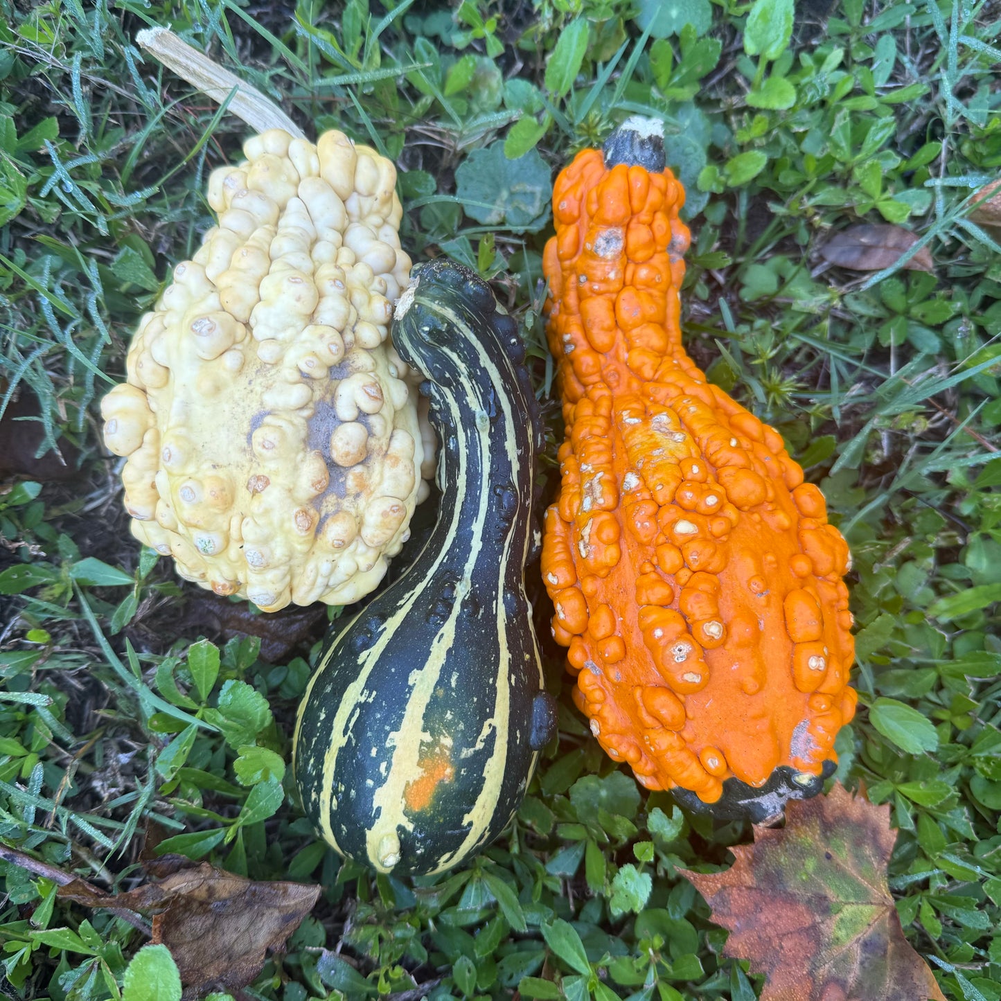 Mini Pumpkins