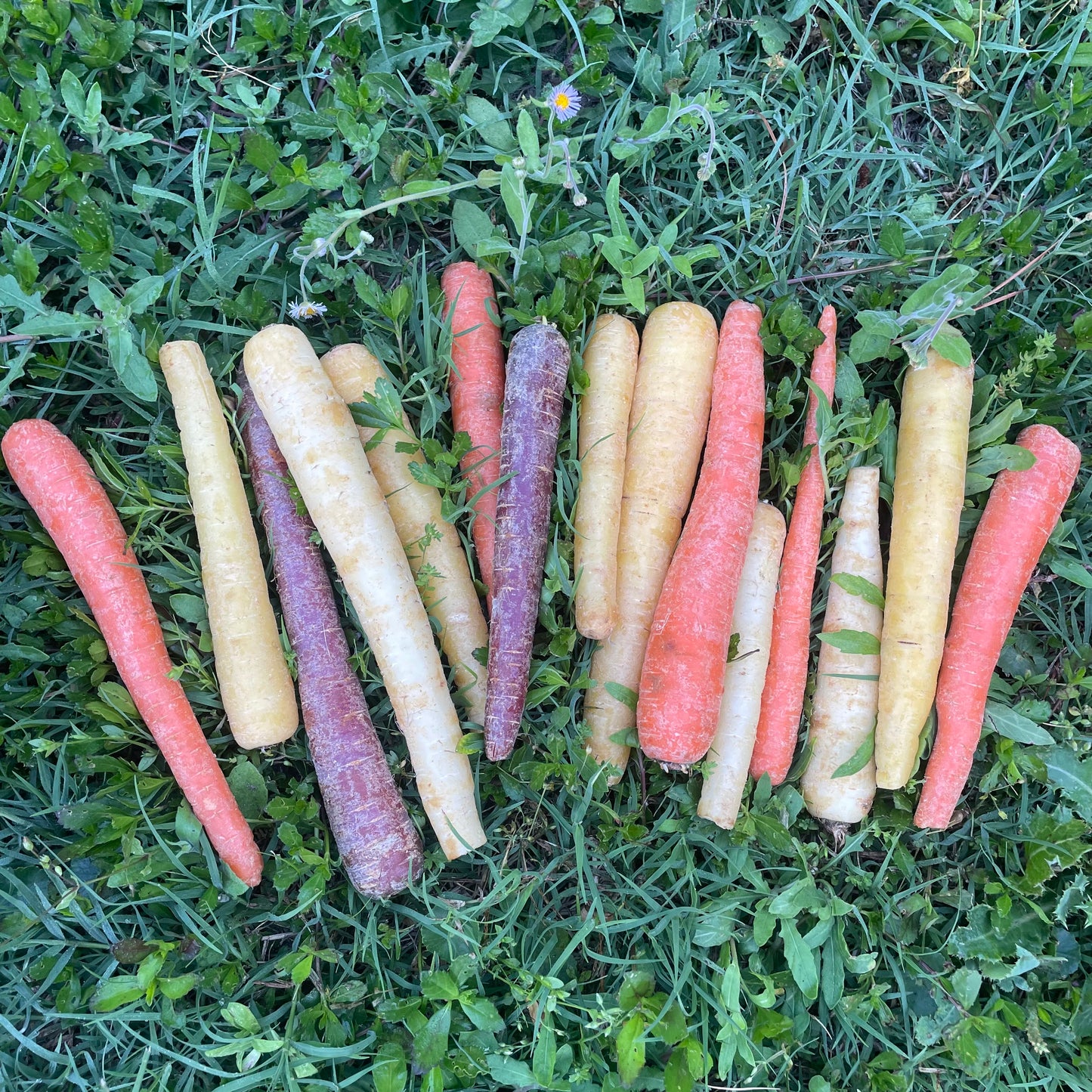 Carrots