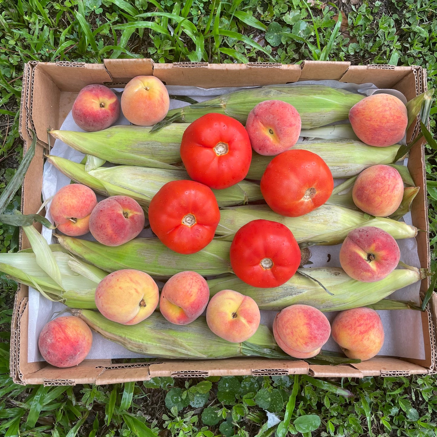Tomato Box