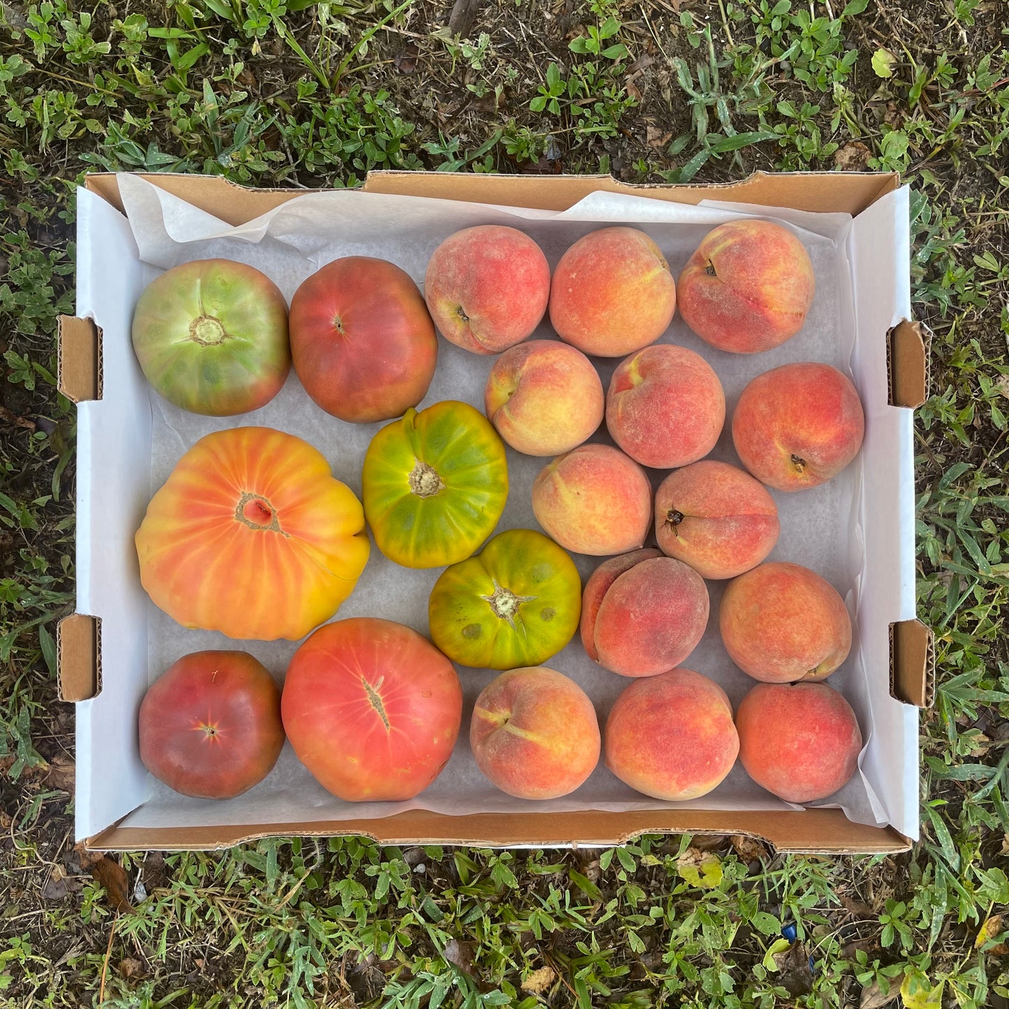 Tomato Box