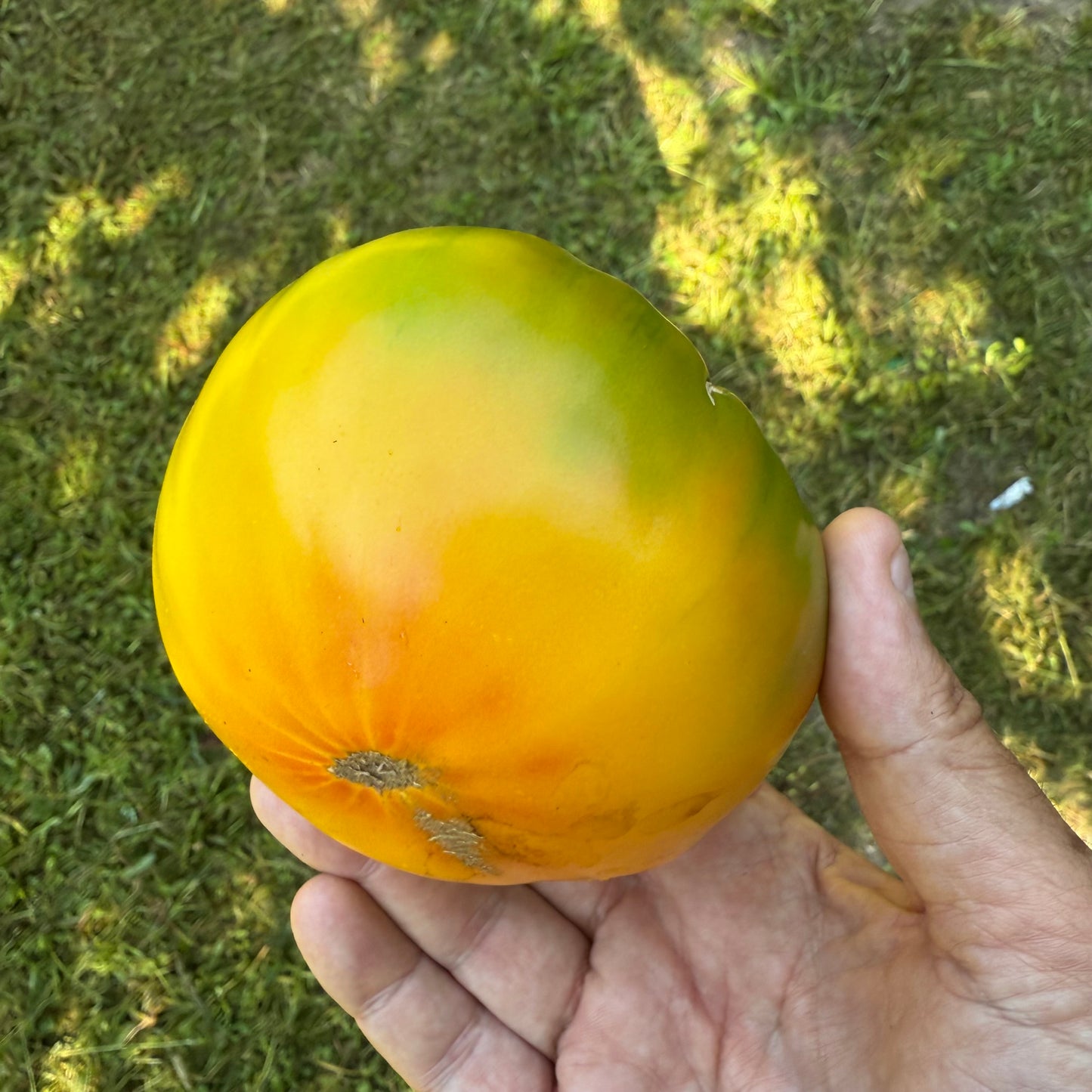 Tomatoes