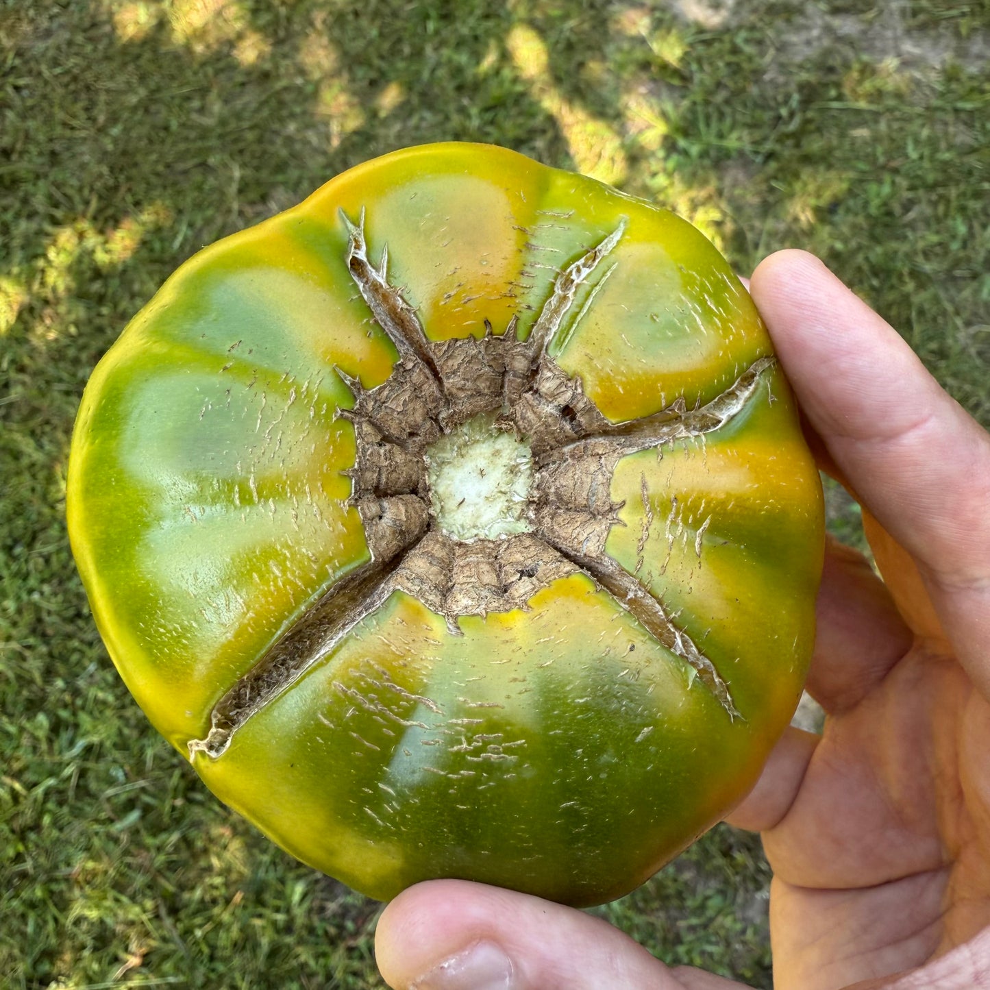 Tomatoes