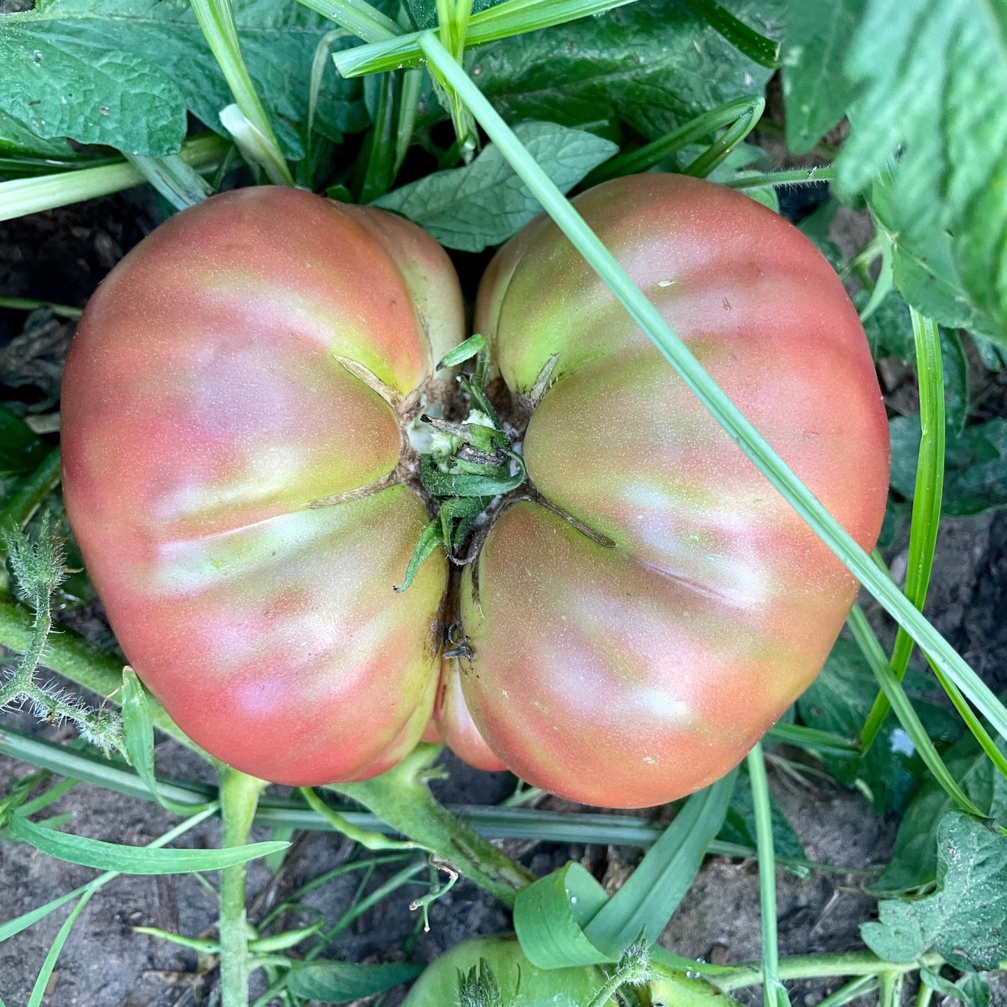 Tomatoes