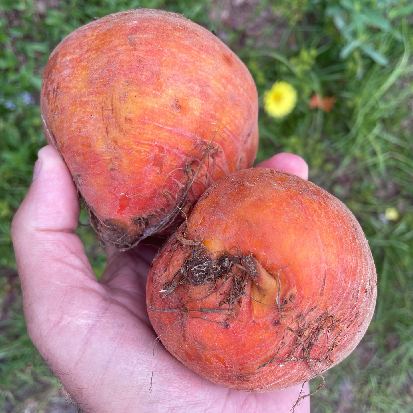 Beets