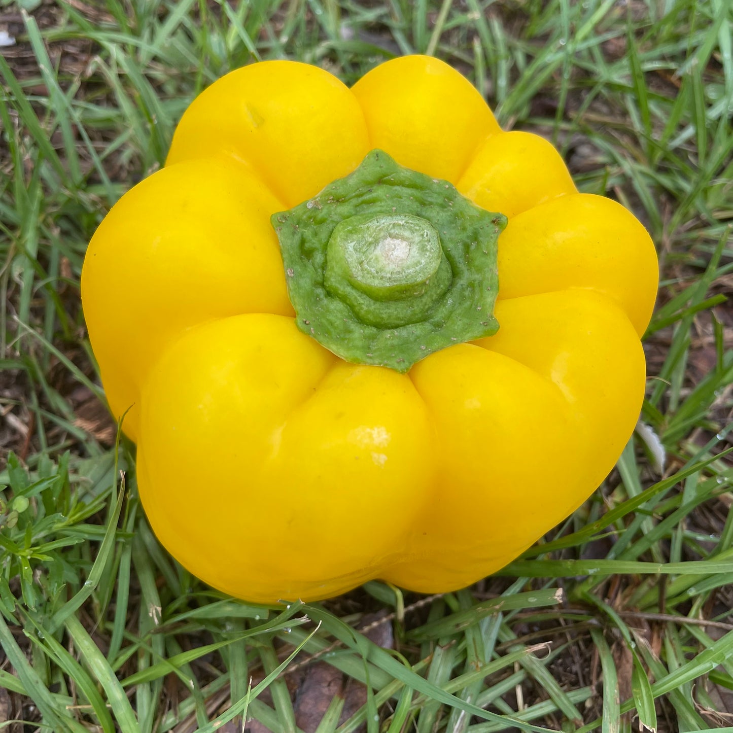 Peppers