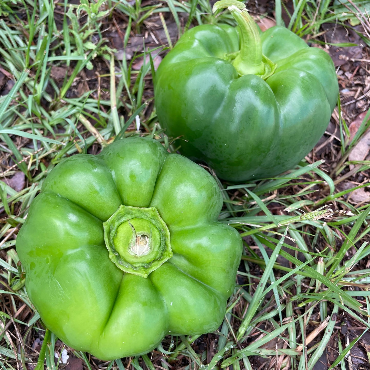 Peppers