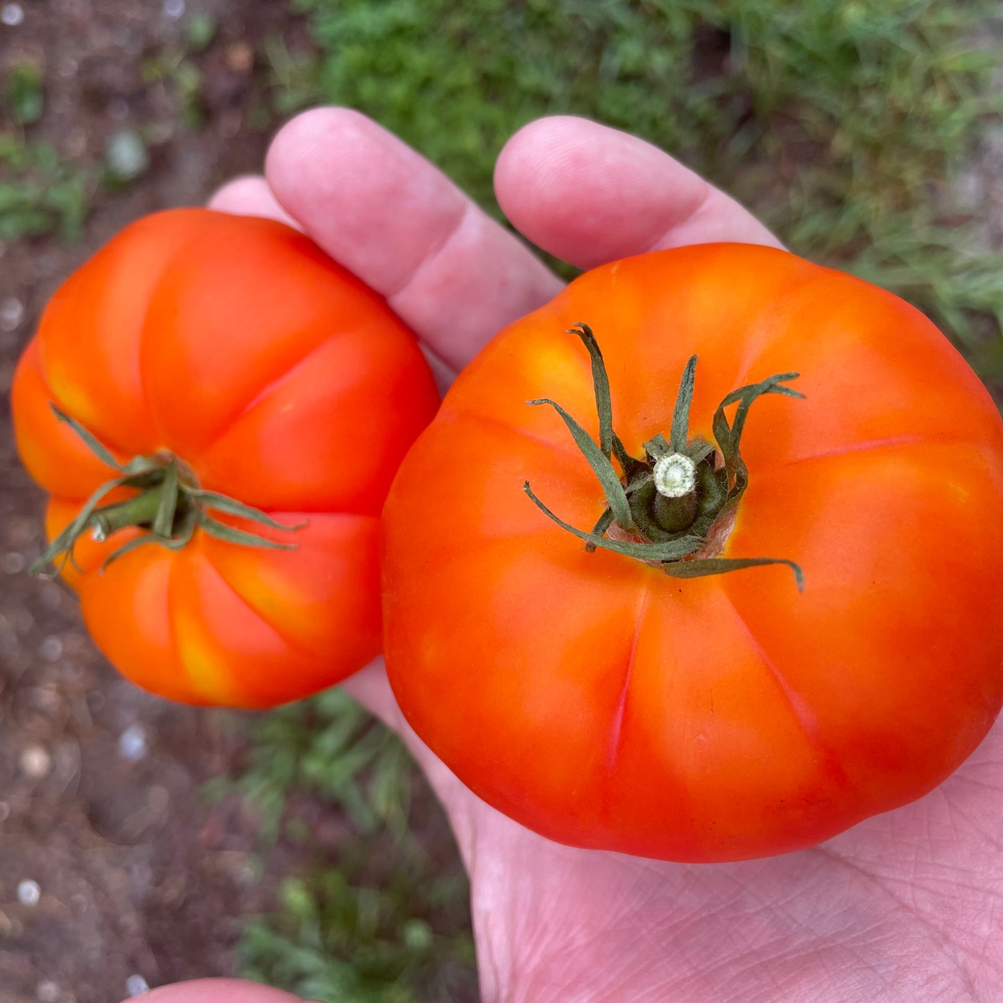 Tomatoes