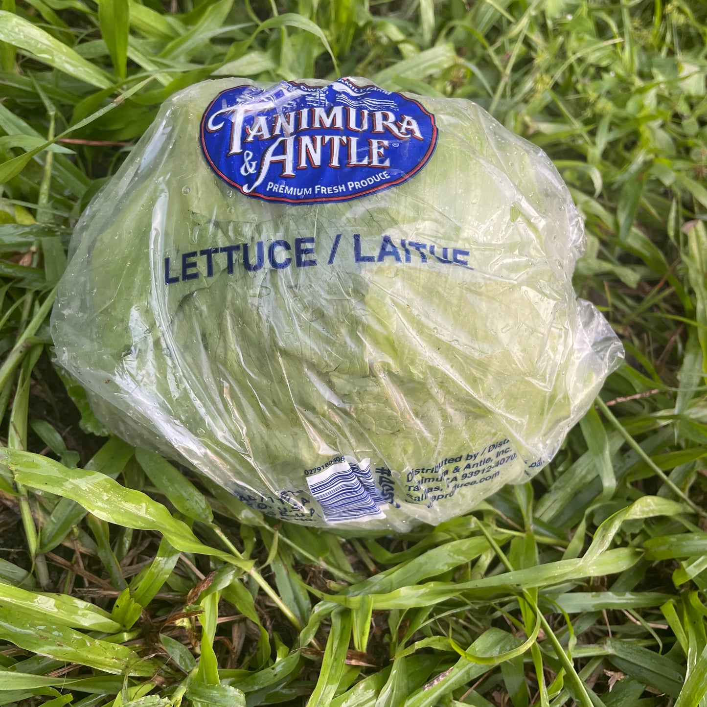 Lettuce