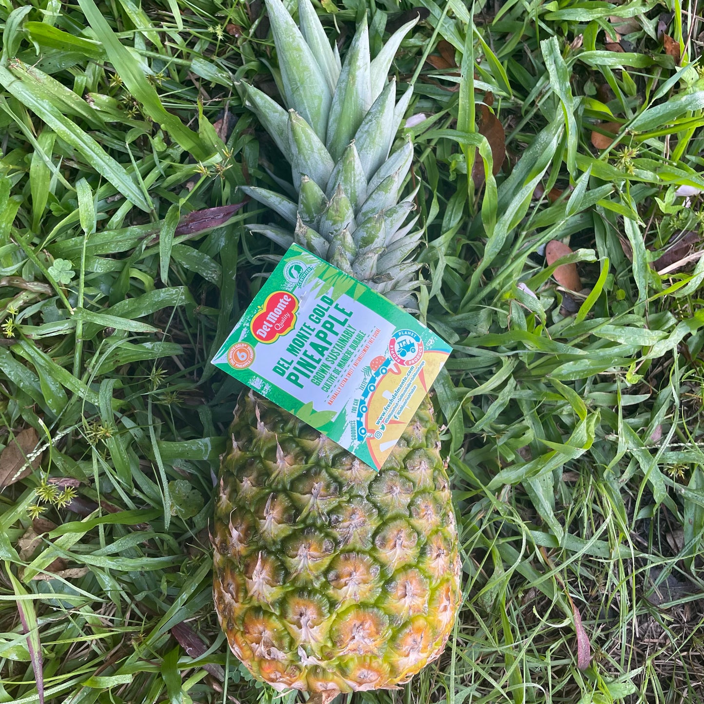 Pineapple