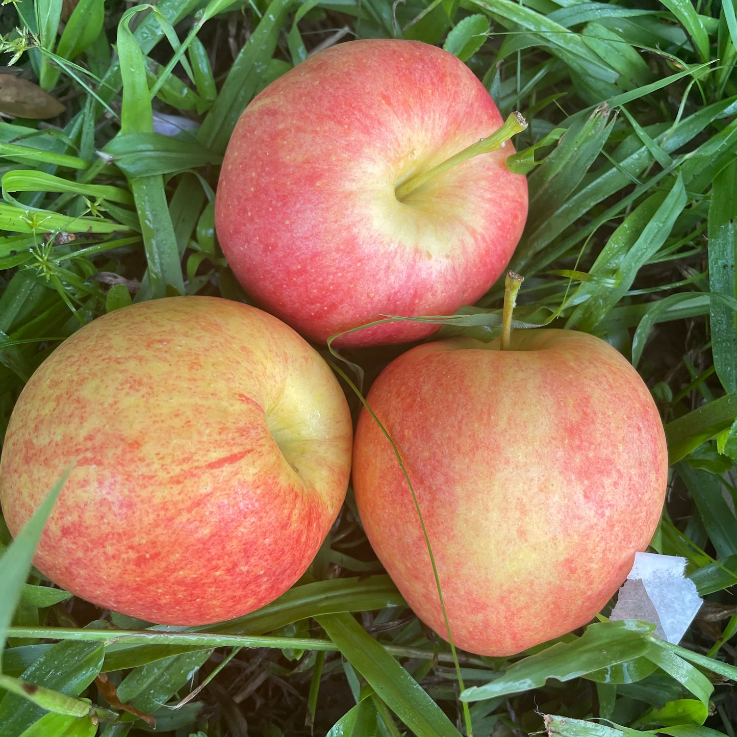 Apples