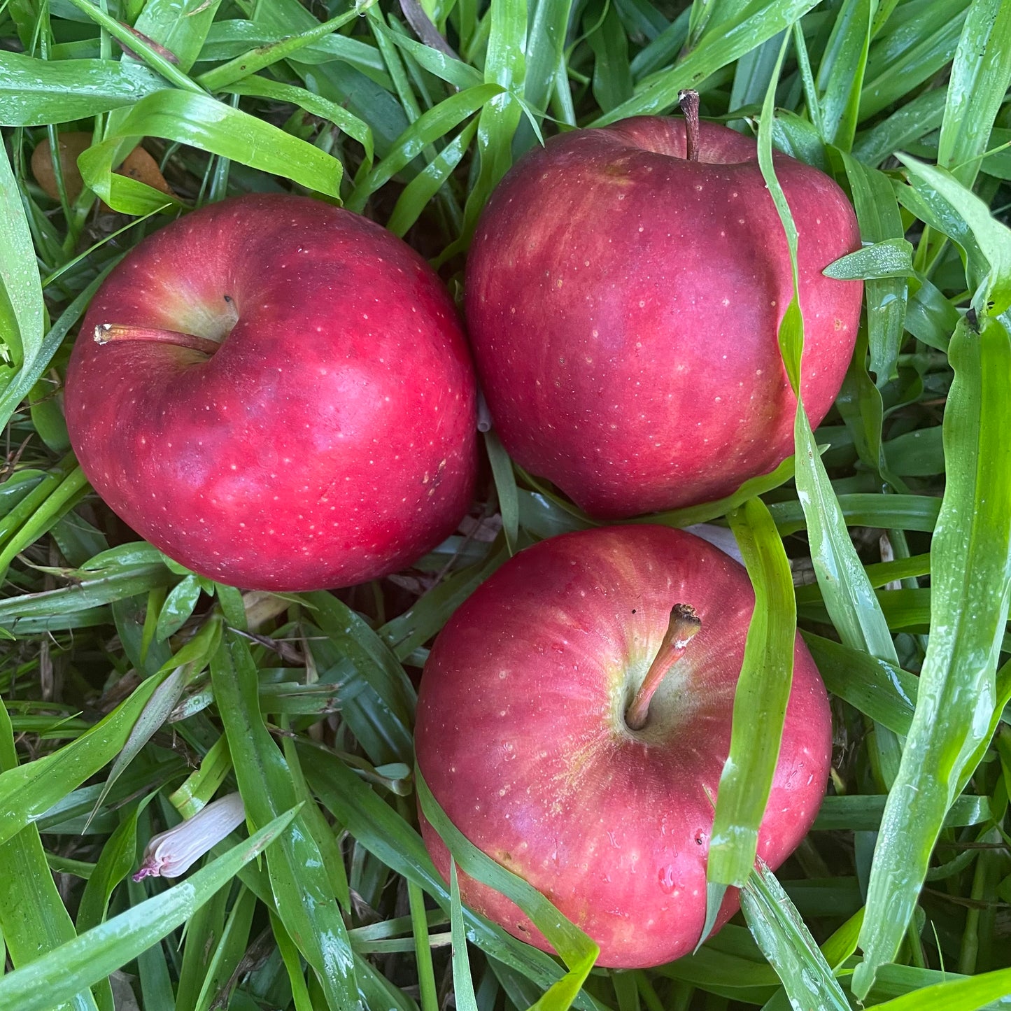 Apples