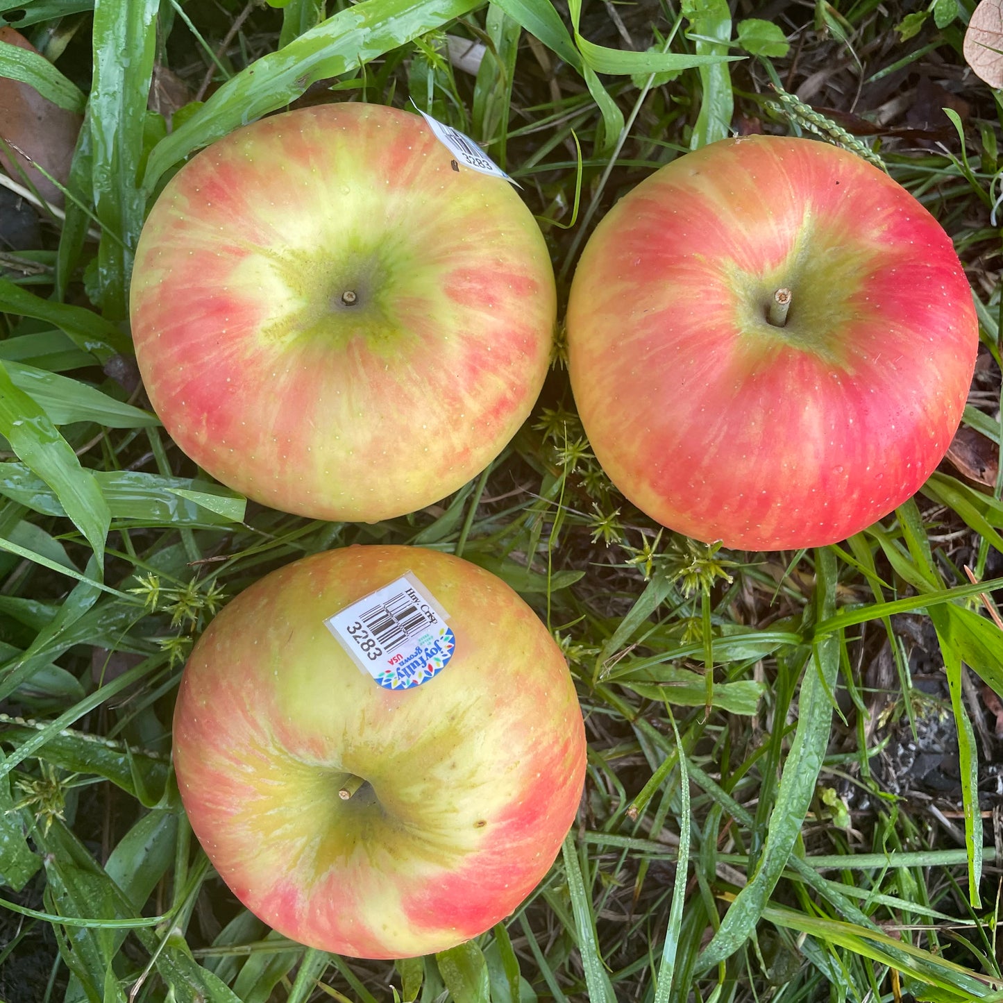 Apples