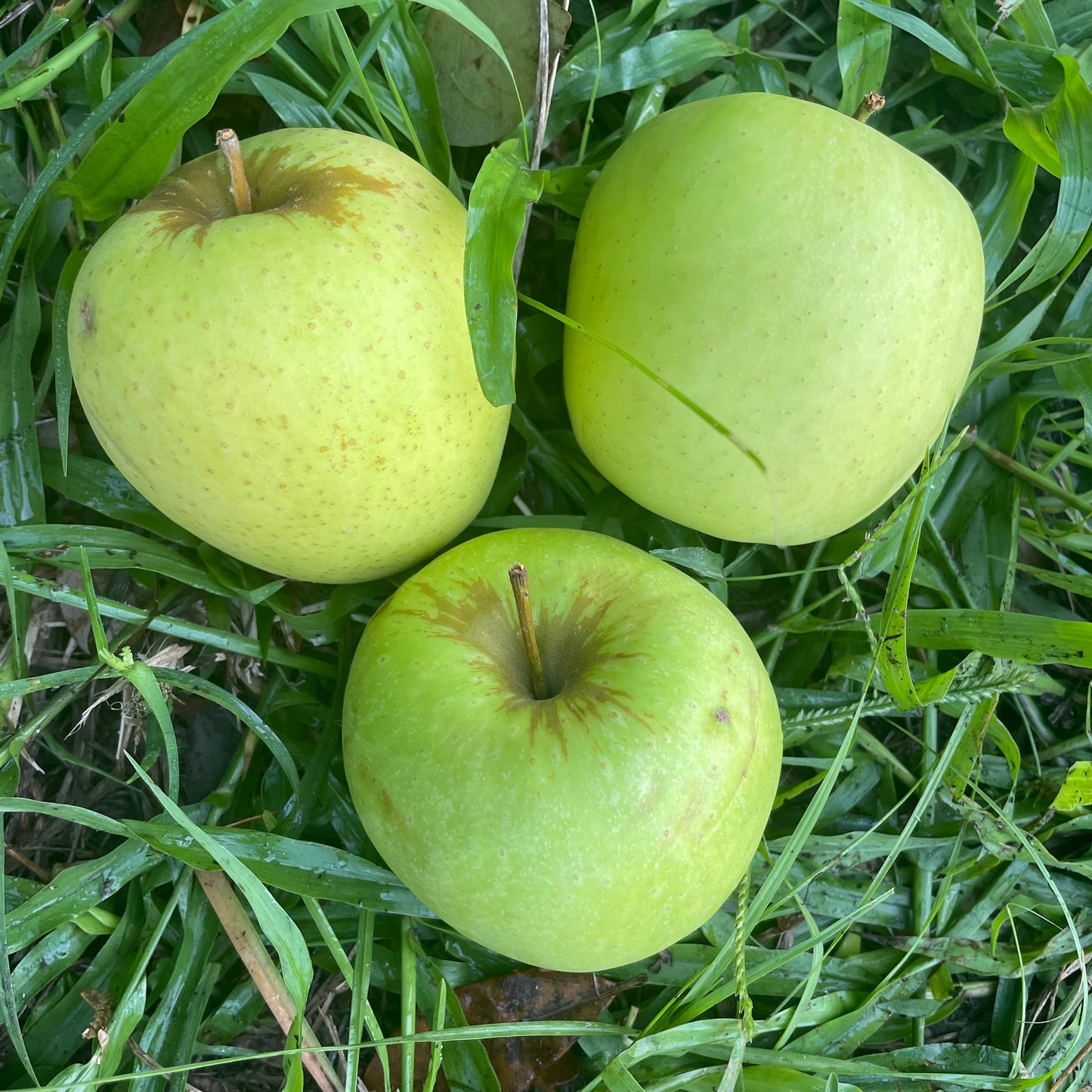 Apples