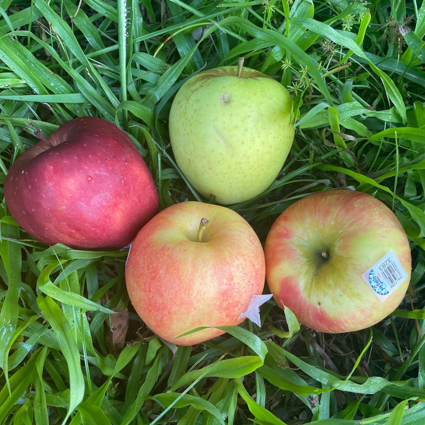 Apples