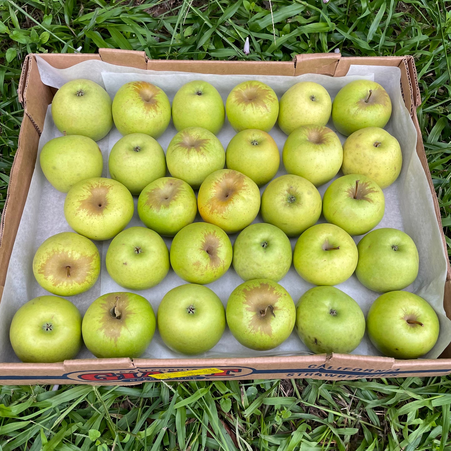 Apple Box
