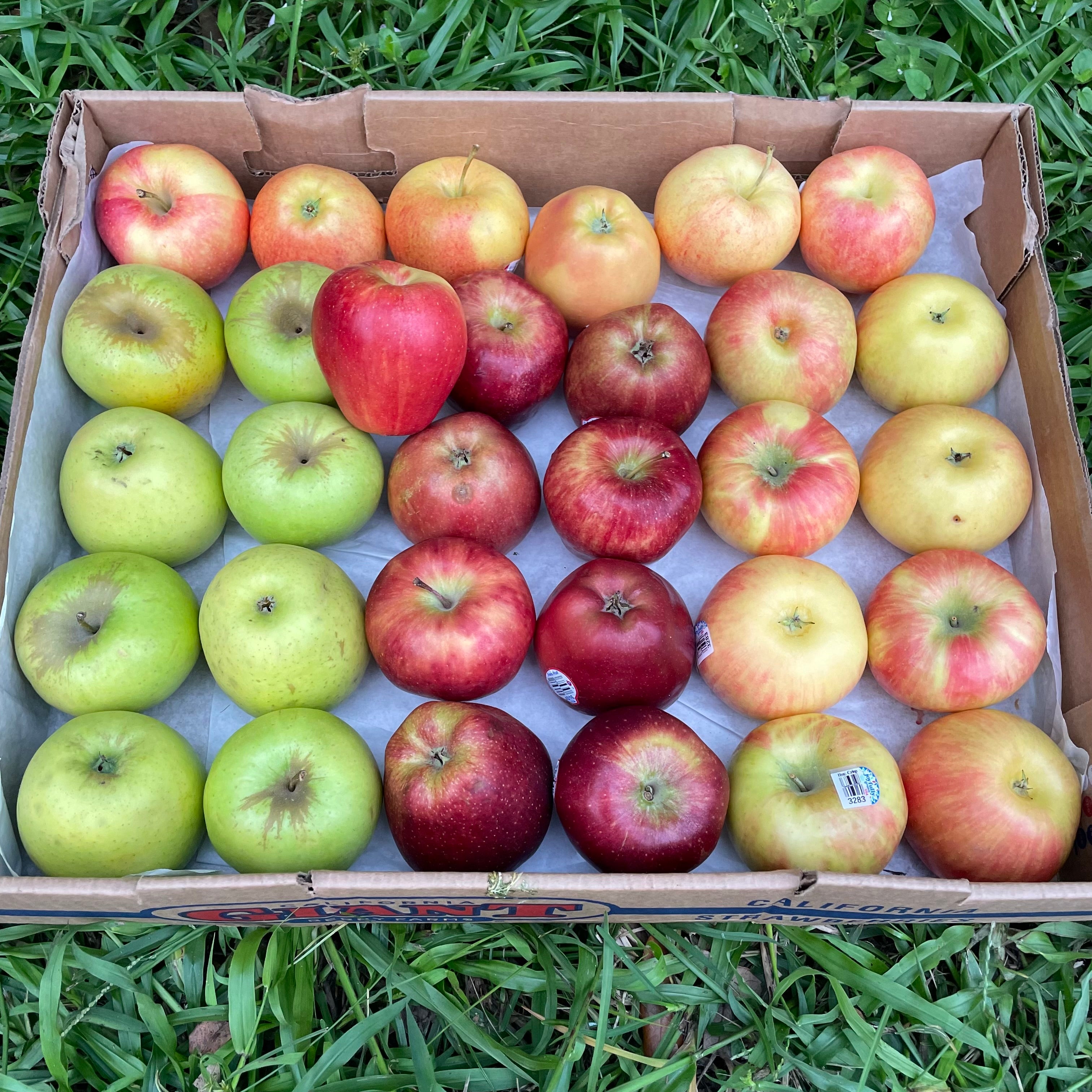 Apple Box – Rainbow Packaging Corporation