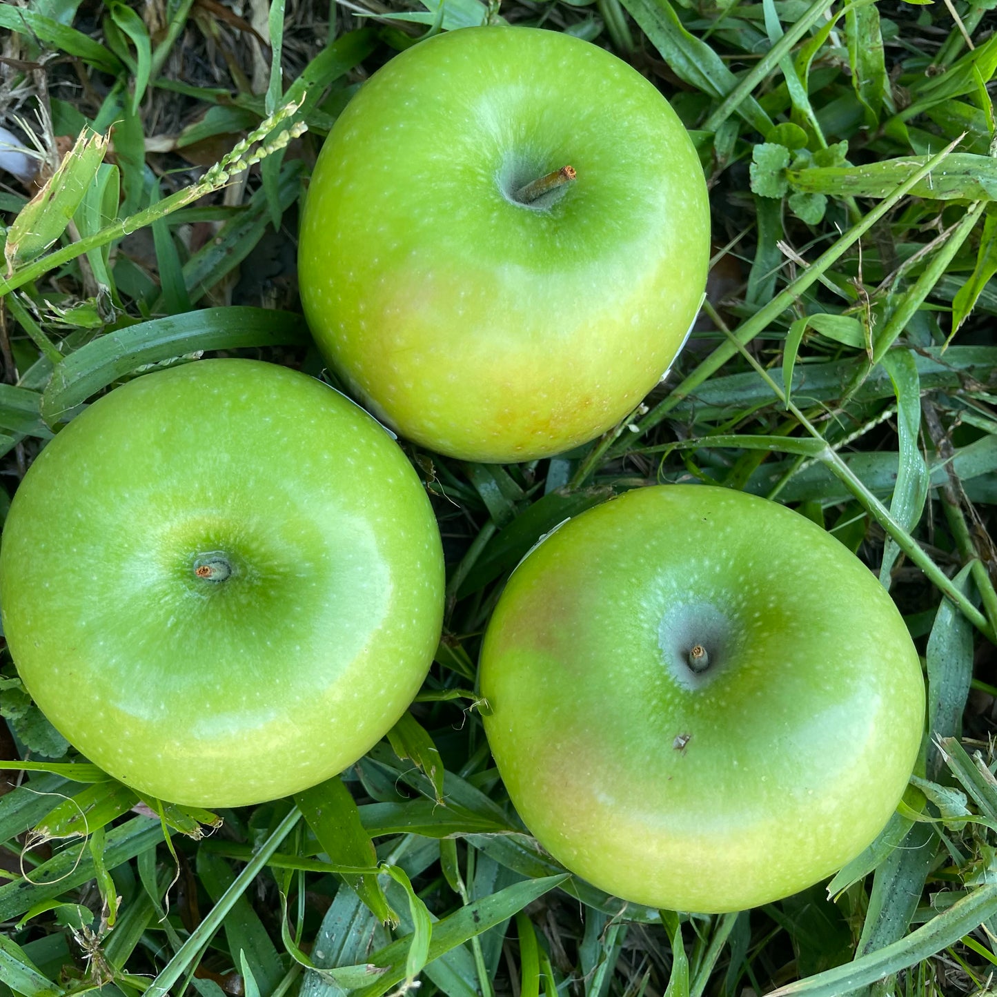 Apples