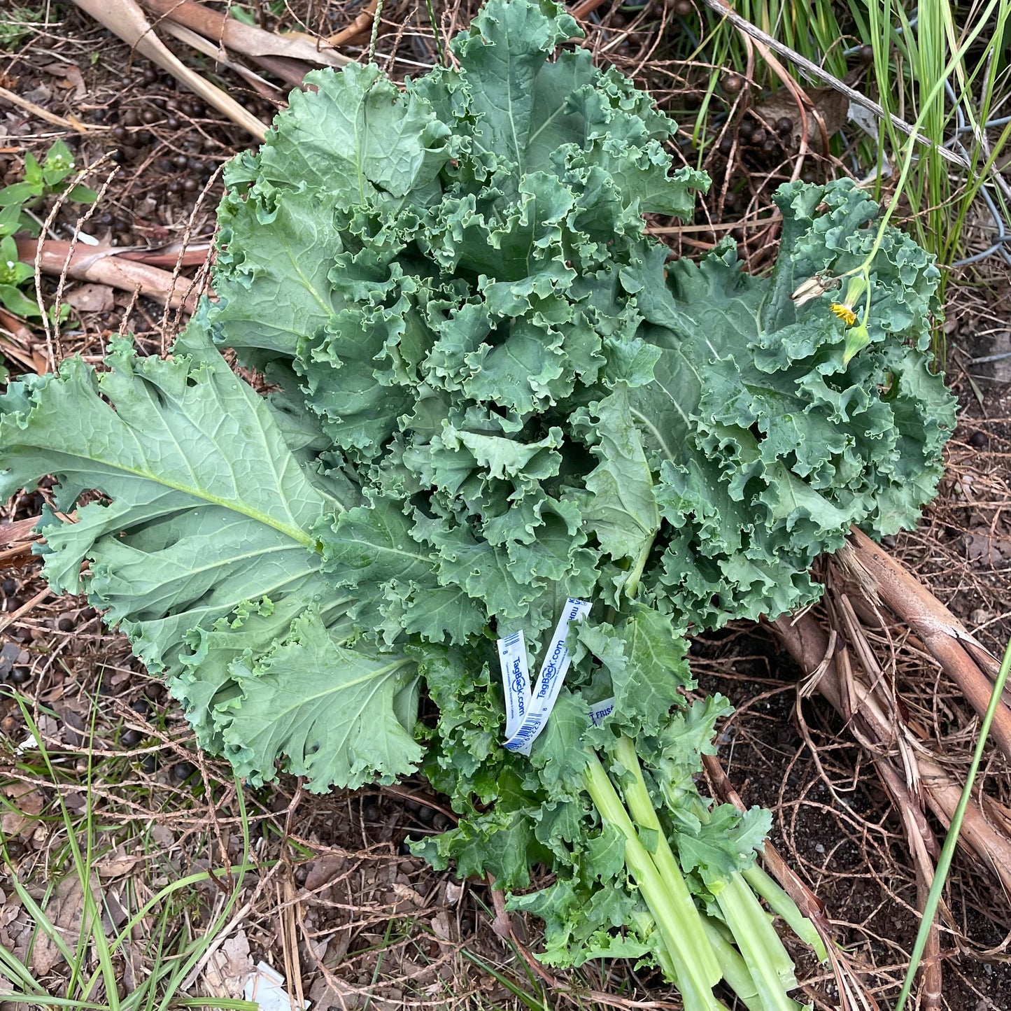 Kale