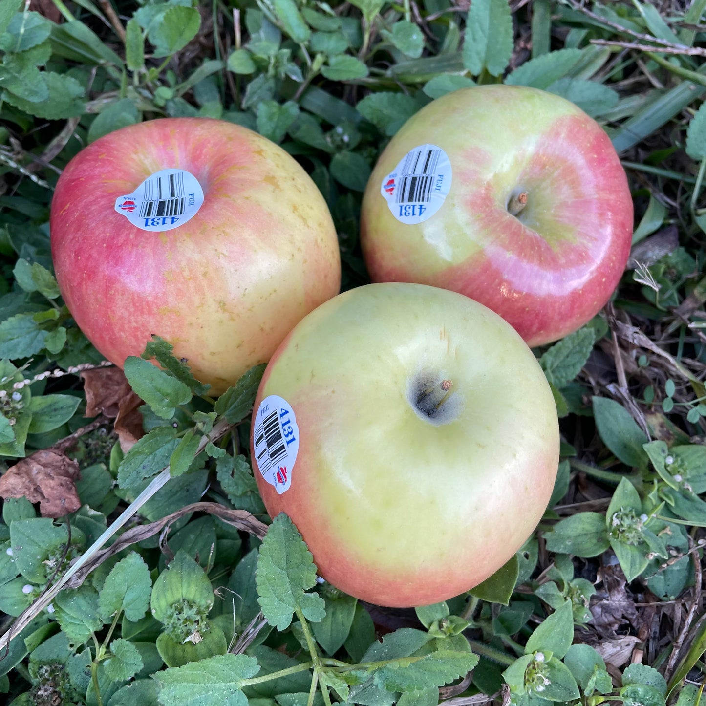 Apples