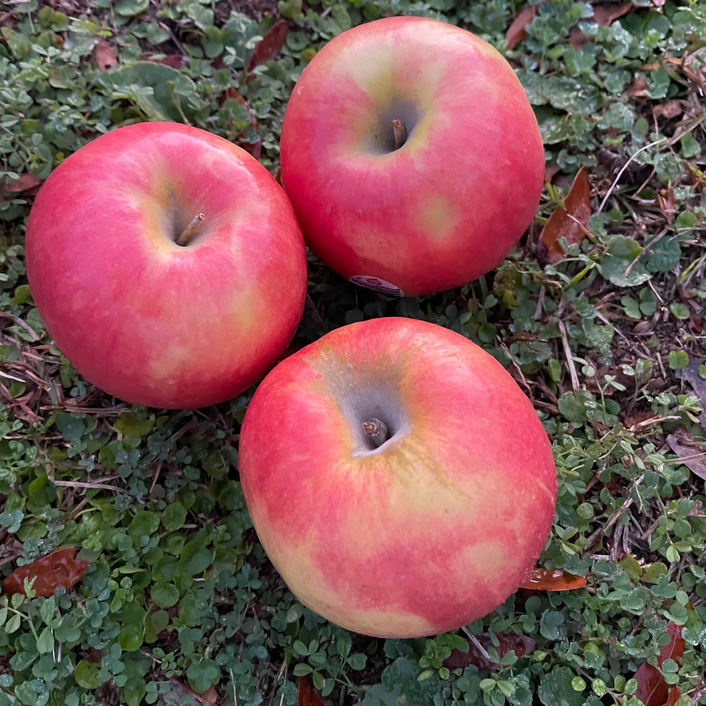 Apples