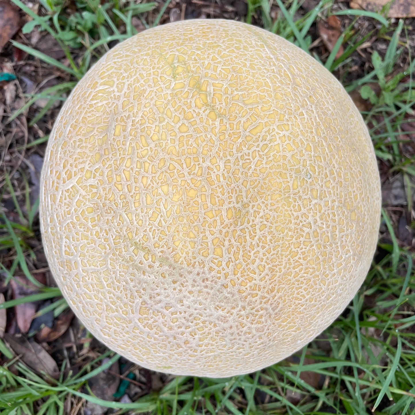 Cantaloupe