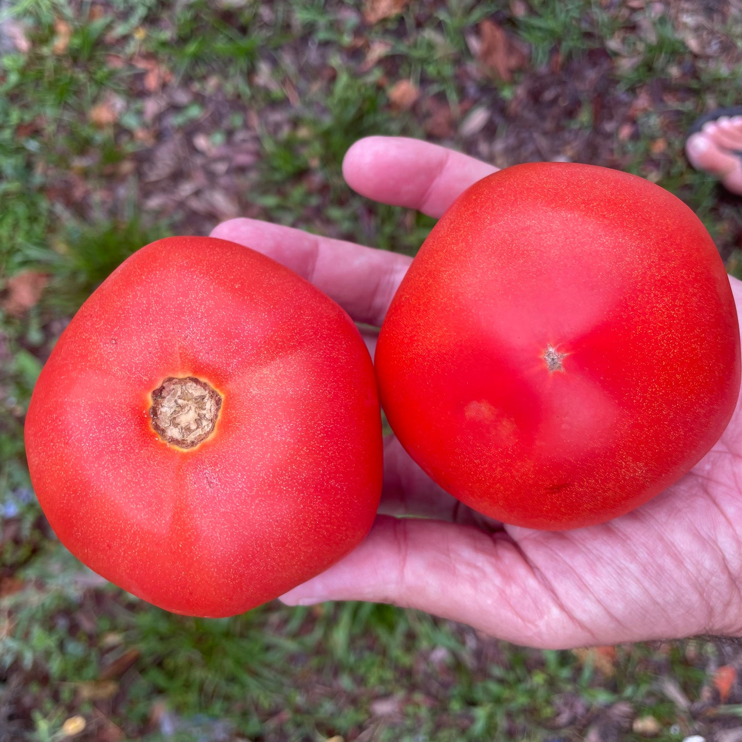 Tomatoes