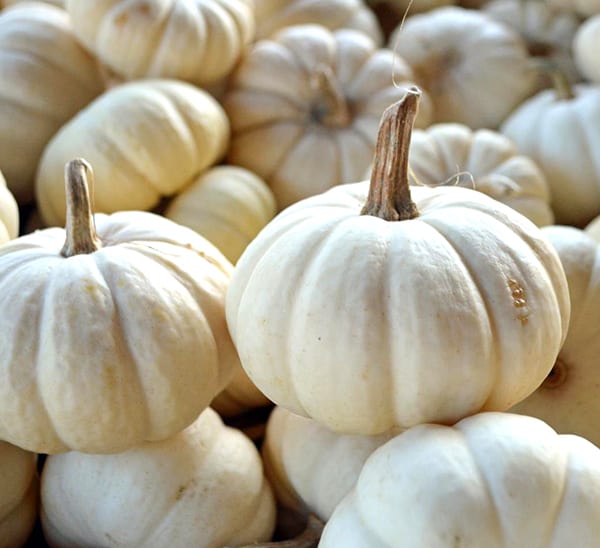Mini Pumpkins