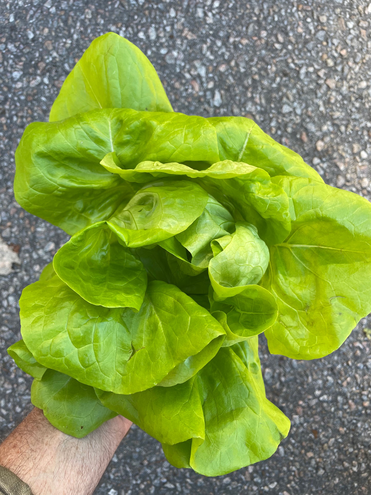 Lettuce