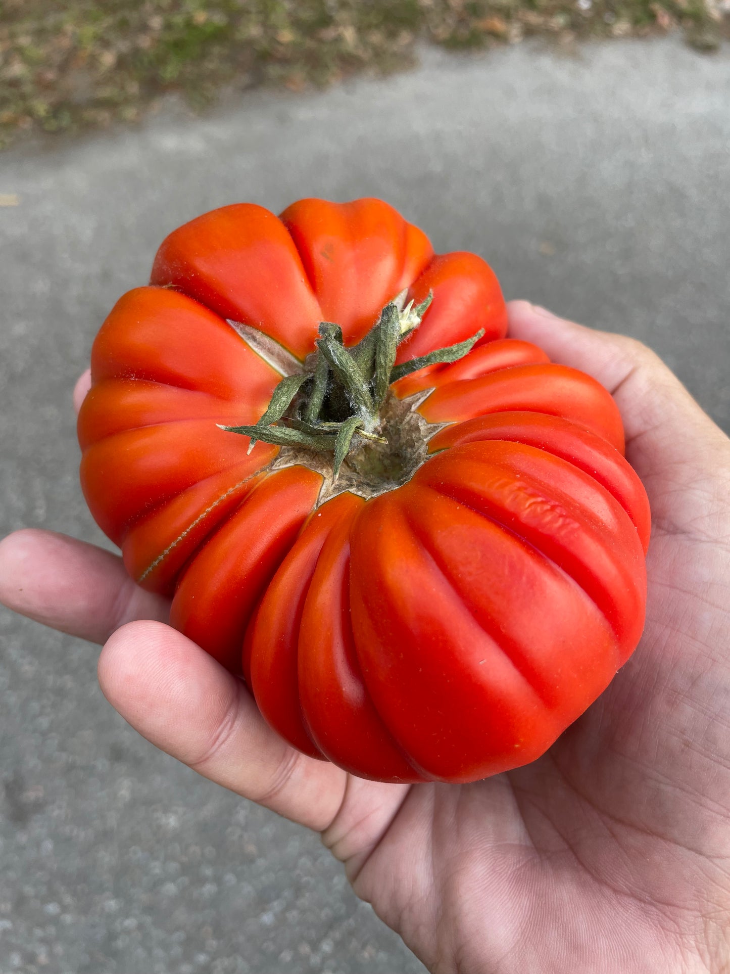 Tomatoes