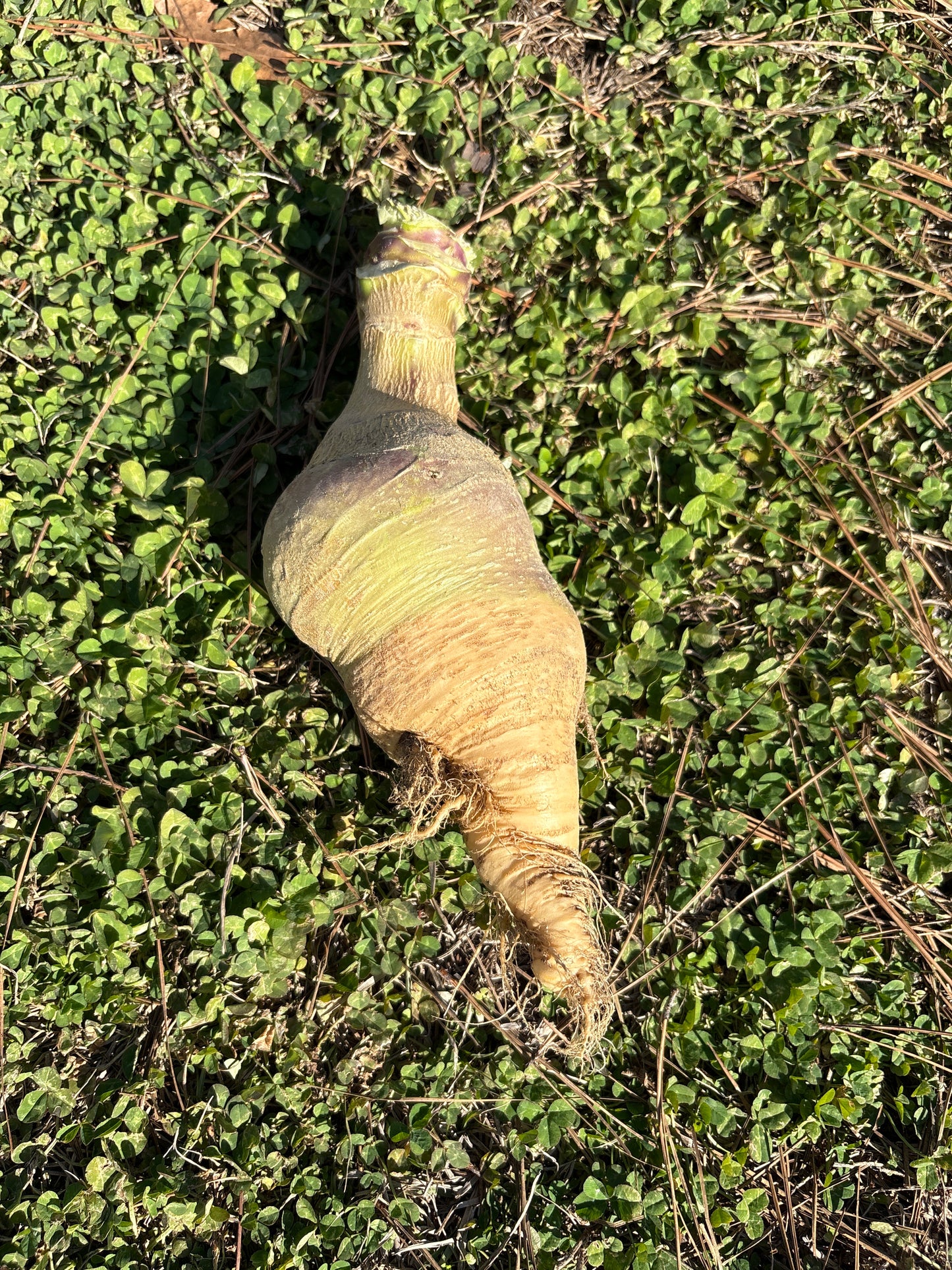 Turnips
