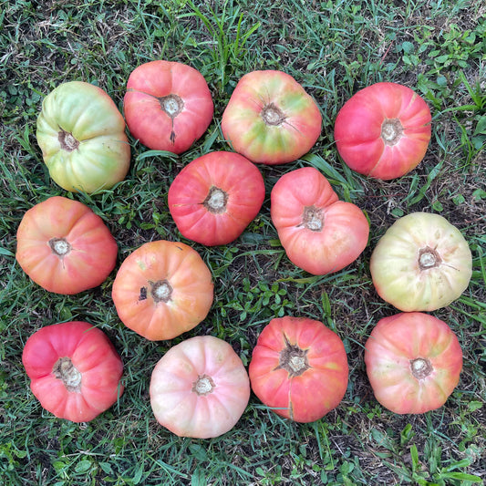 Tomato Box