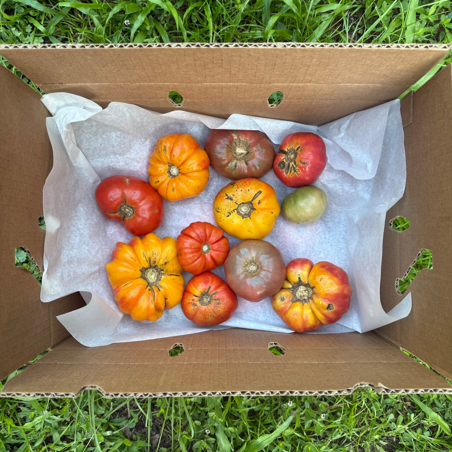 Tomato Box