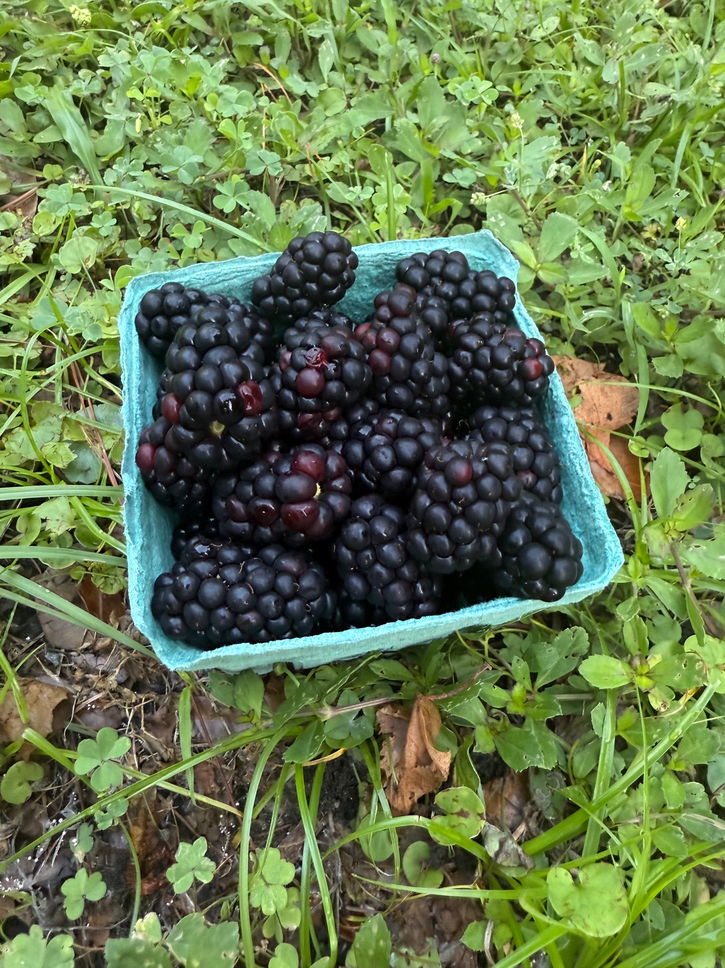 Berries