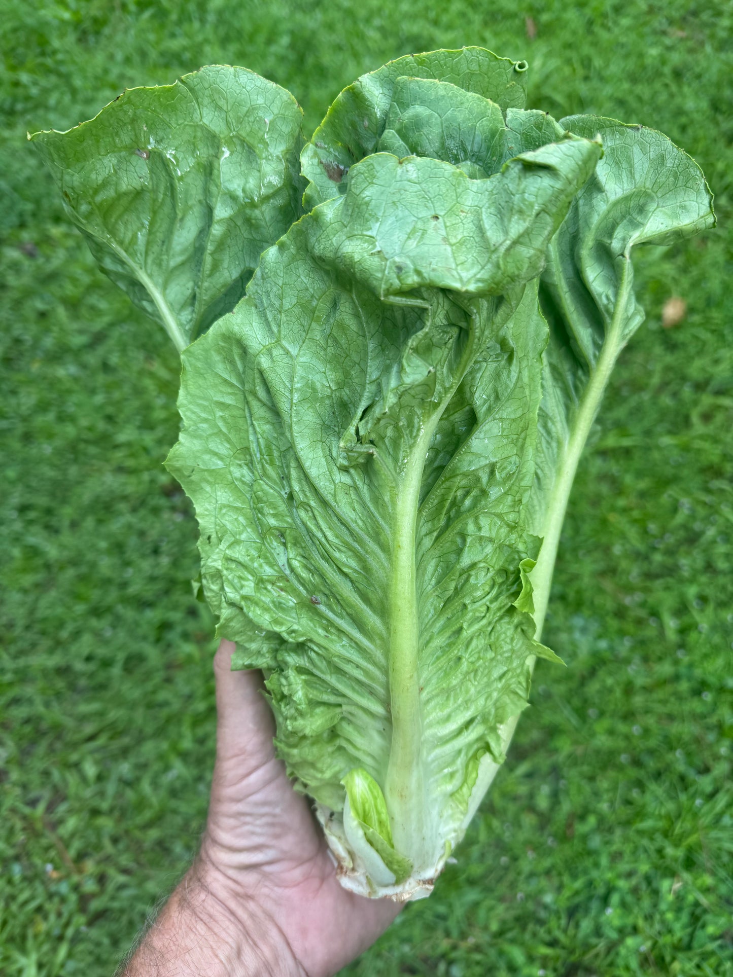 Lettuce