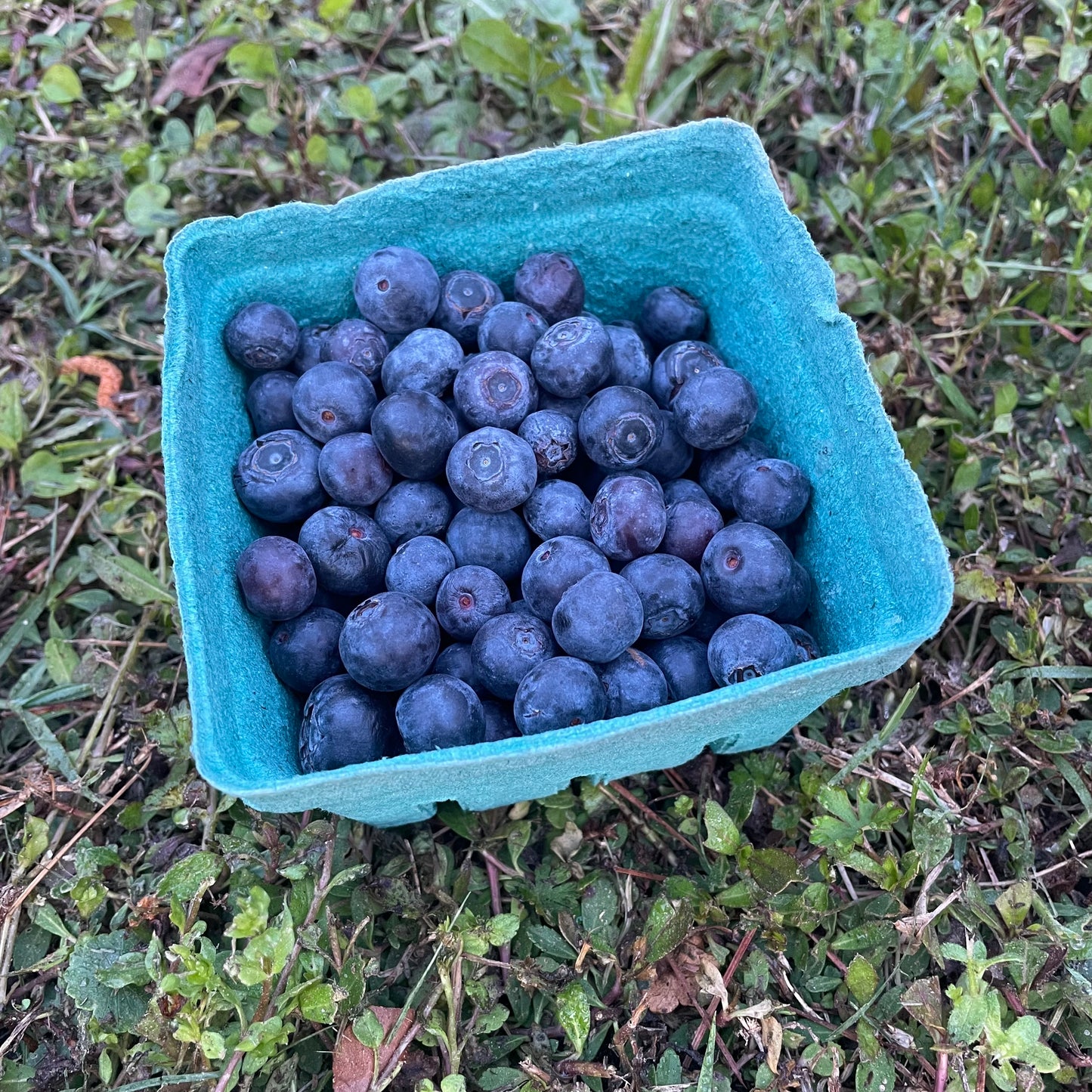 Berries