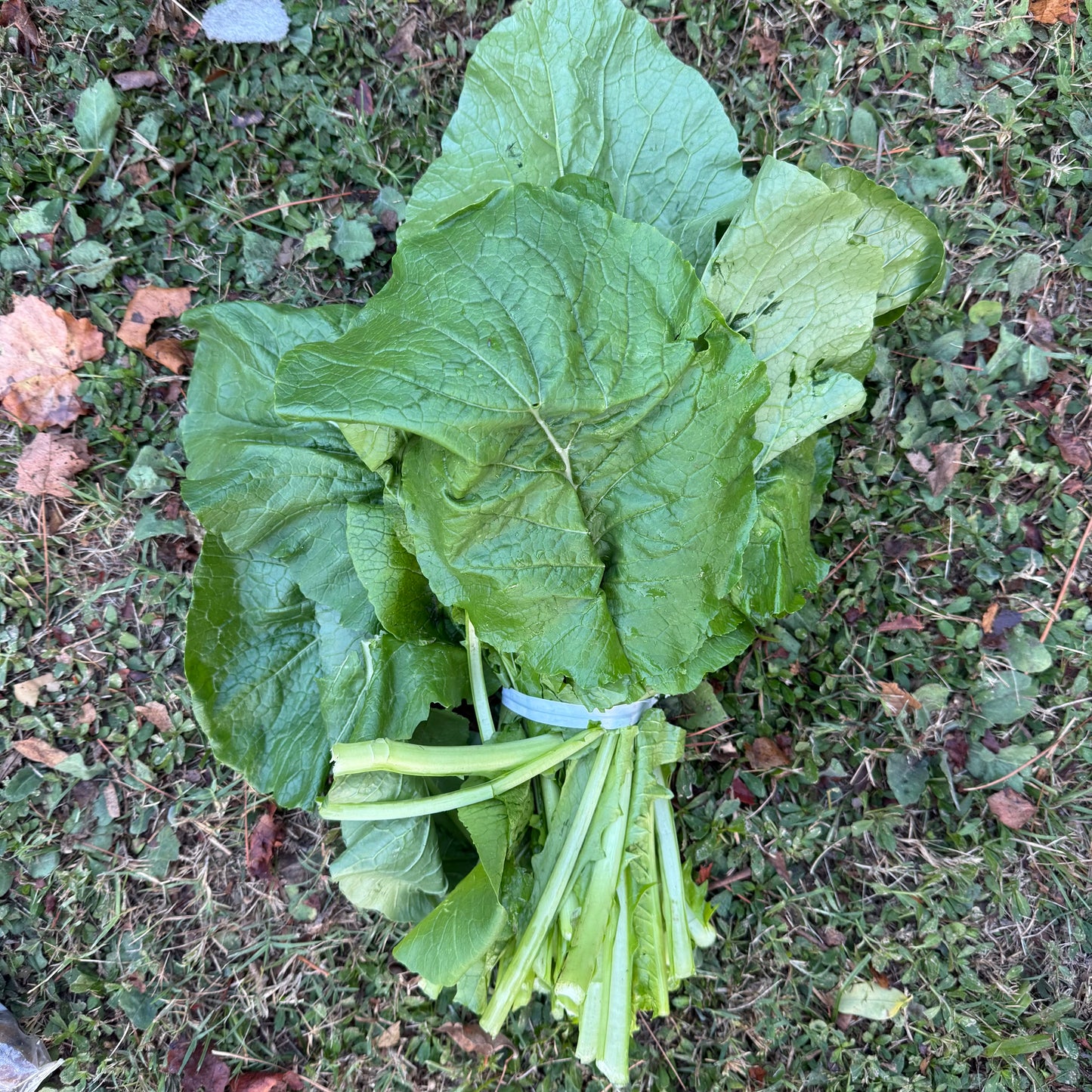 Greens