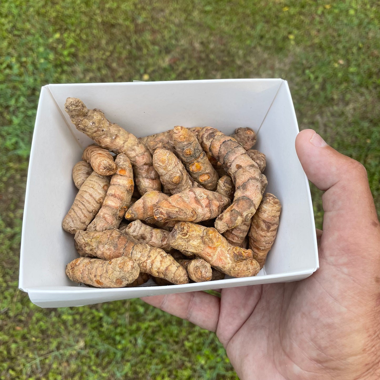 Tumeric