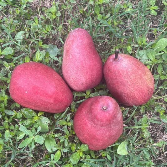Pears