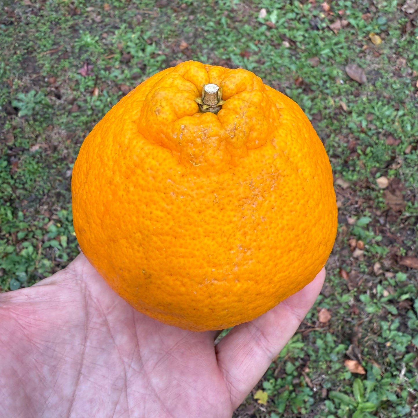 Mandarin Oranges