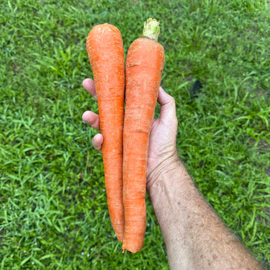 Carrots