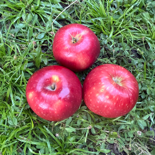 Apples