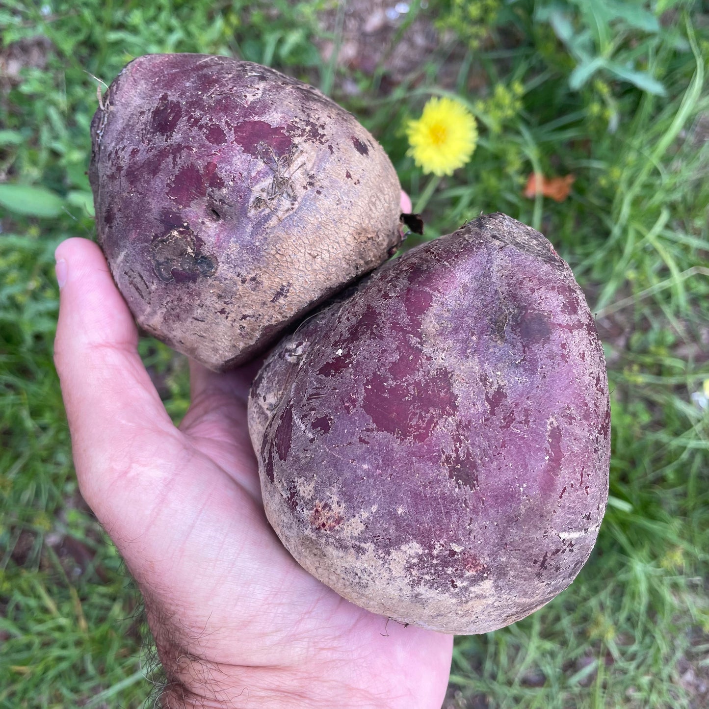 Beets