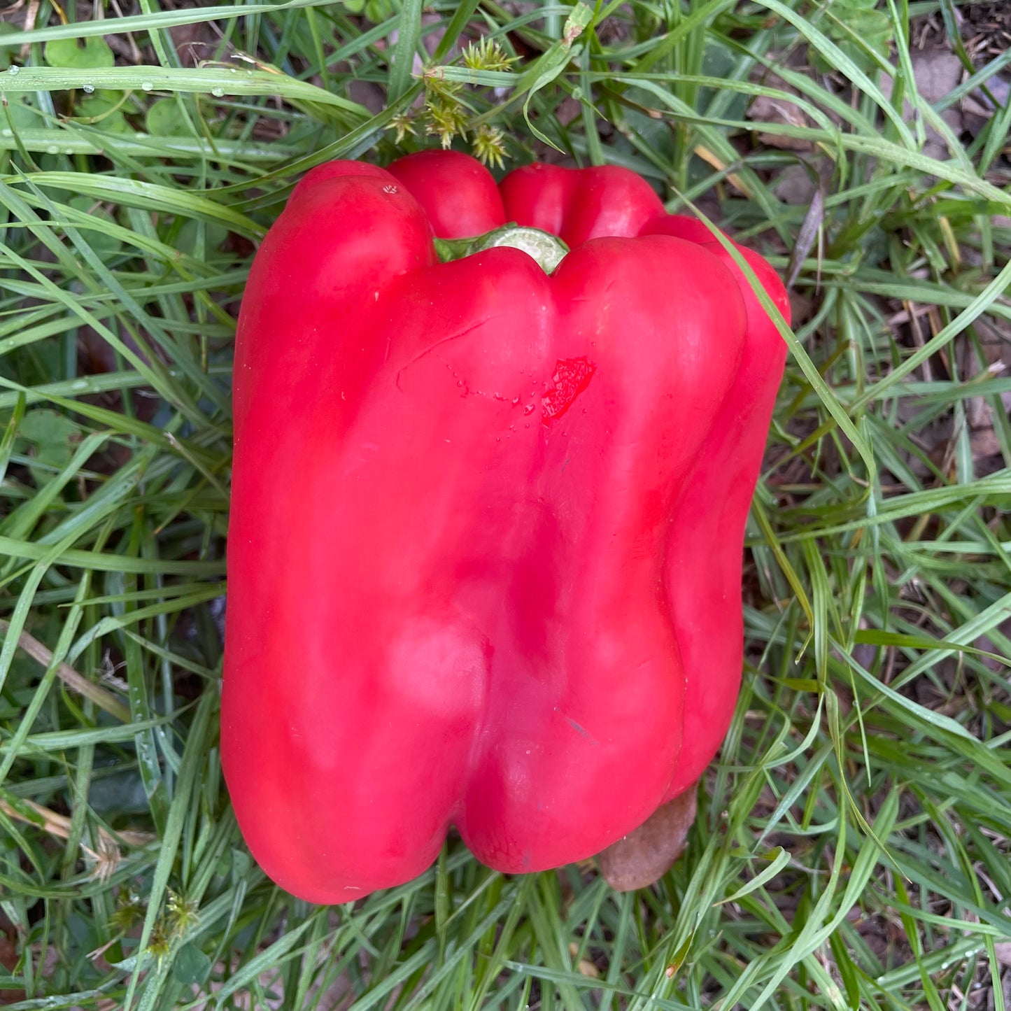 Peppers