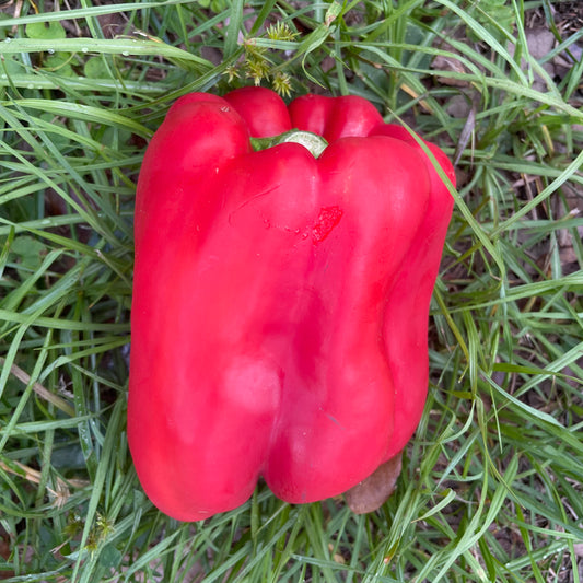 Peppers
